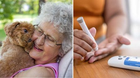 Diabetic alert dog kept signaling at his owner’s non-diabetic mother — until a blood test revealed what he knew all along