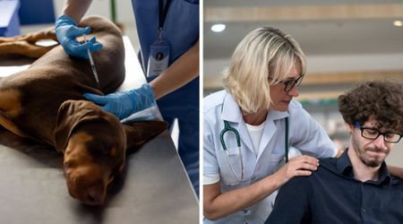 Vet addresses a difficult question every pet owner fears — does euthanasia hurt in their final moments?