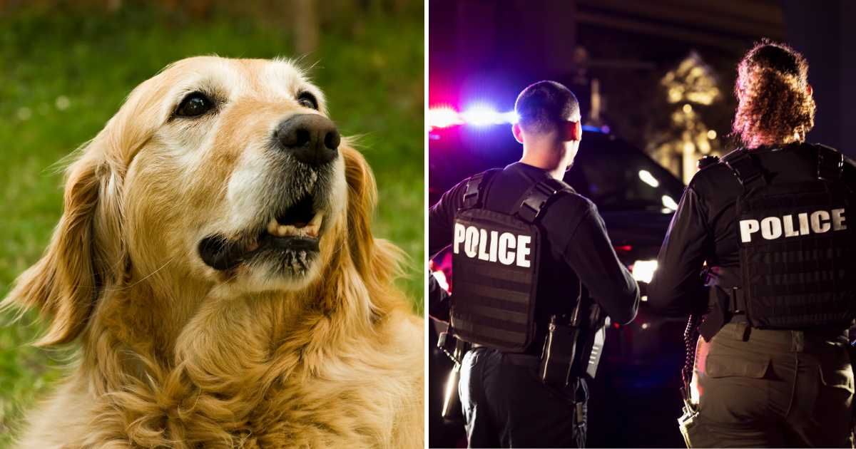 (L) An old golden retriever dog in the backyard. (R) Two police officers. (Representative Cover Image Source: Getty Images | (L) Drbouz, (R) kali9)