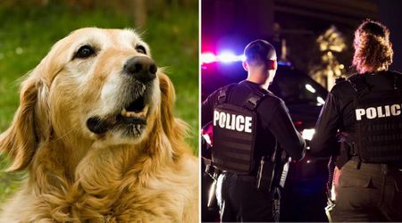 Senior deaf dog startled his family by suddenly barking in the middle of the night —  but what they saw outside their house made them call 911