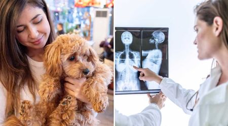 Owner was puzzled when her Miniature Cavapoo kept licking and nuzzling into her —  after a mammogram, she finally understood why