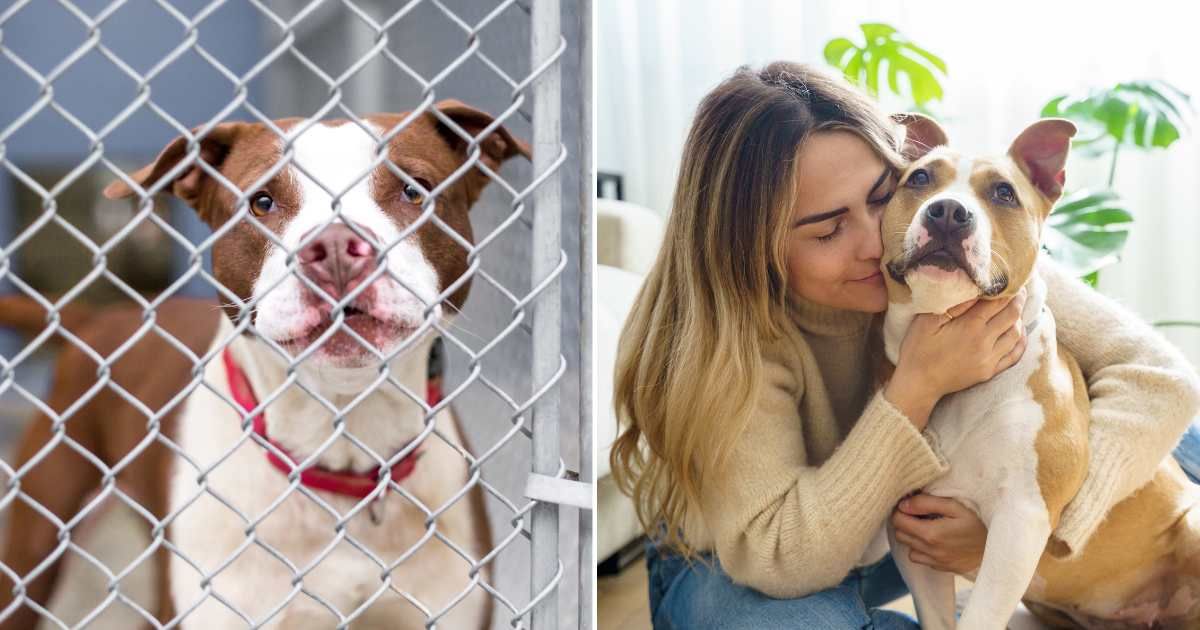 (L) A pit bull in a cage at an animal shelter. (R) A woman hugging her pet dog. (Representative Cover Image Source: Getty Images | (L) Mary Swift, (R) Vera Vita)