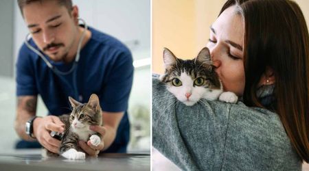 Woman saved disabled cat that walks like a kangaroo from euthanasia — planning only to foster, but never expected what came next