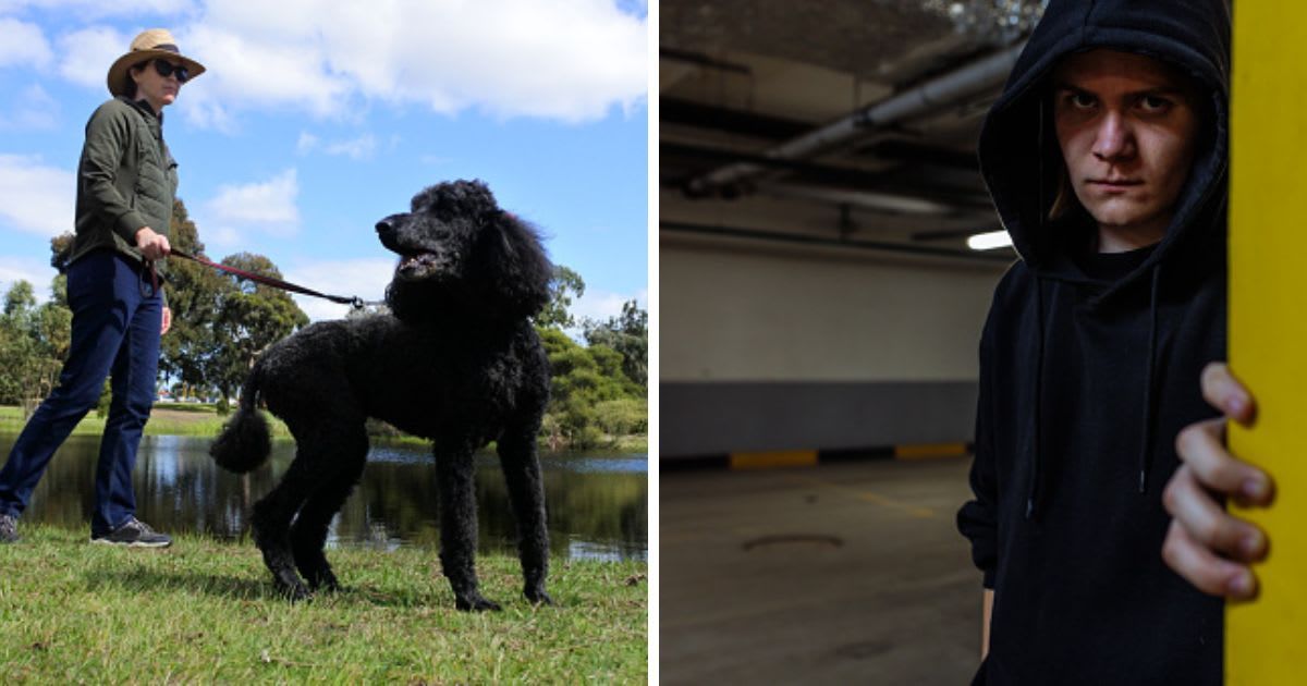 (L) Woman walking a black German Poodle in the park, (R) Sinister looking young man peeking over corner. (Representative Cover Image Source: Getty Images | (L)Rafael Ben-Ari, (R) Iuliia Burmistrova)