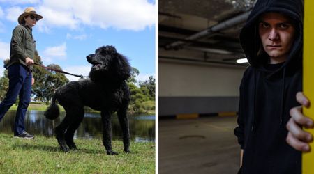 Dog owner worried suspicious man was plotting to steal her ‘beautiful’ service Poodle — so she thought of a brilliant plan that would stop any thief