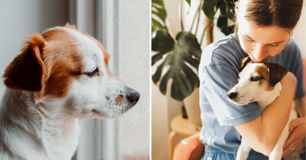 (L) Cute small dog sitting by the window, (R) Woman emotionally holding her pet dog. (Representative Cover Image Source: Getty Images | (L) Eva Blanco, (R) Anastasiia Krivenok)