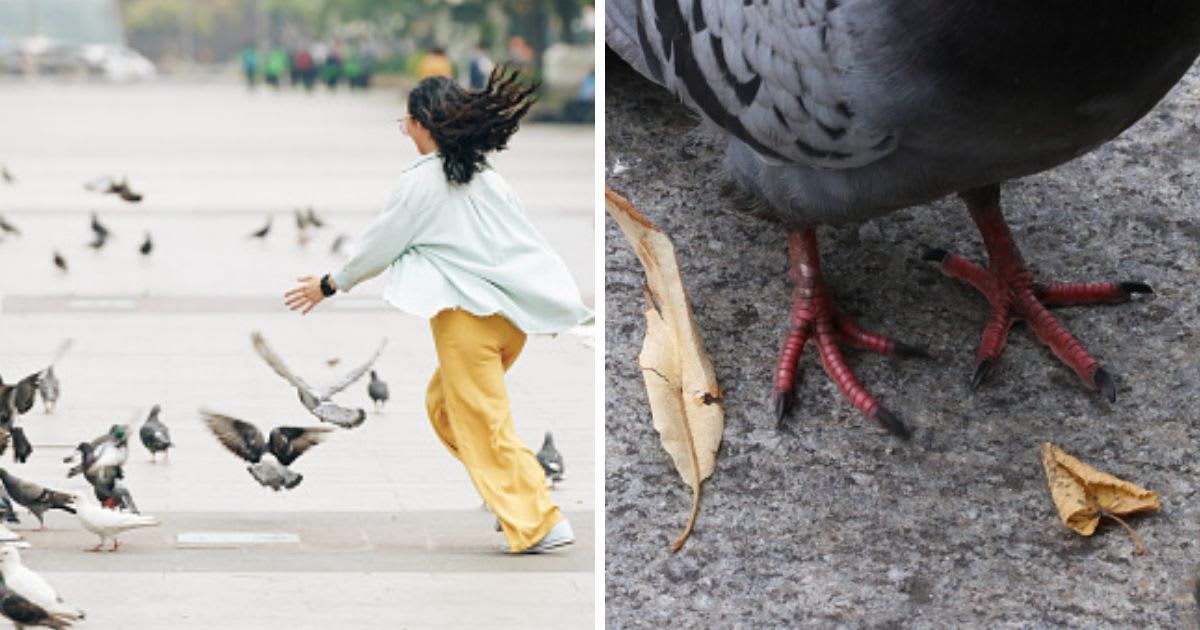 (L) Woman catching pigeons, (R) Pigeon feet. (Representative Cover Image Source: Getty Images | (L)DragonImages, (R) pedrojperez)