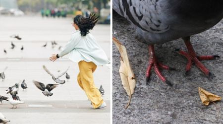 People thought this woman enjoyed catching pigeons and shoving them into a sock — until she lifted one’s foot to reveal her life-saving act