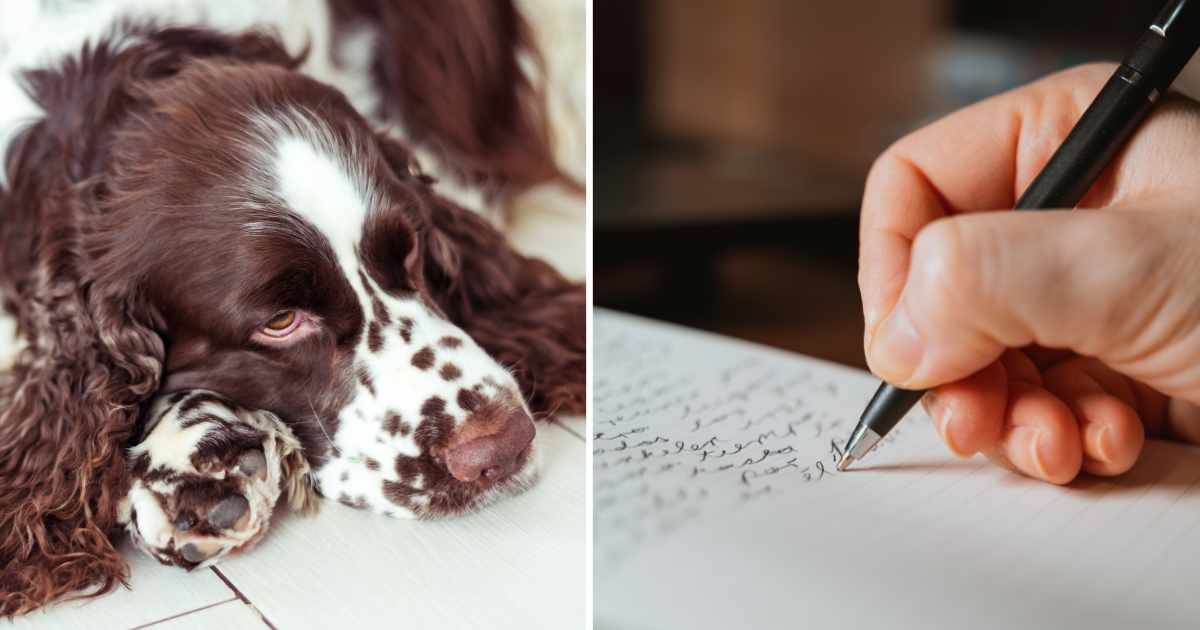 (L) A Springer Spaniel pet dog. (R) A person writing a letter. (Representative Cover Image Source: Getty Images | (L) Lusyaya, (R) Jacques Julien)