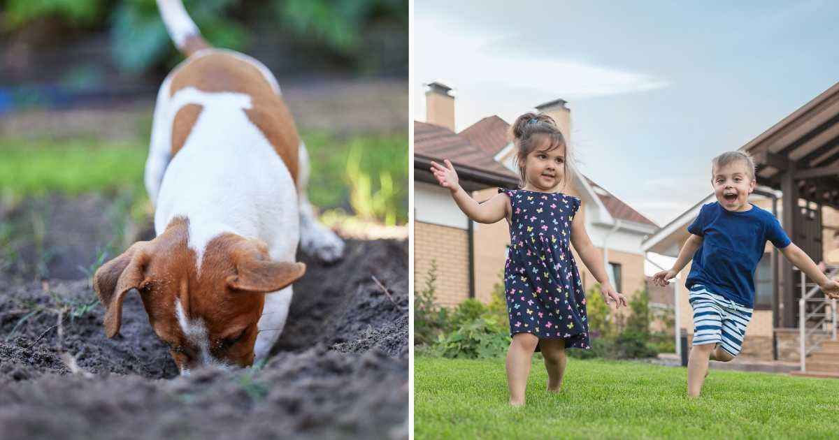 (L) A dog digging a hole in the backyard. (R) Children playing in the backyard. (Representative Cover Image Source: Getty Images | (L) People Images, (R) Vladimir Godnik)