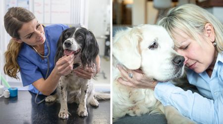 Pet hospice vet shares heartfelt advice for senior pet parents facing the painful decision of putting them down