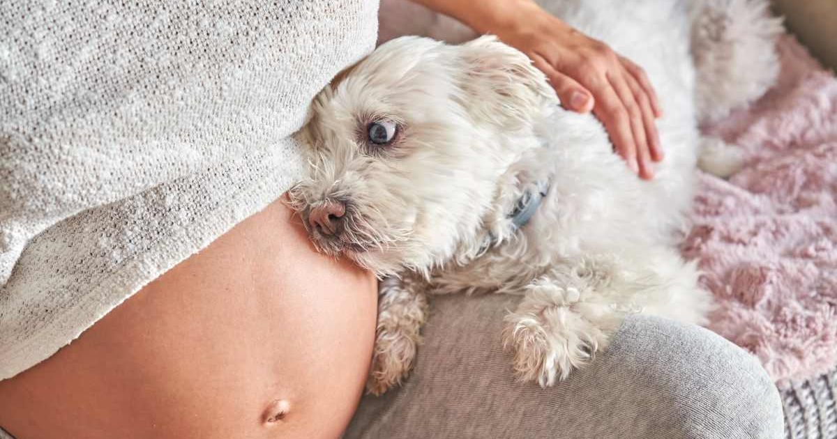 A pet dog lying on the owner's pregnant belly. (Representative Cover Image Source: Getty Images | Javier Zayas Photography)