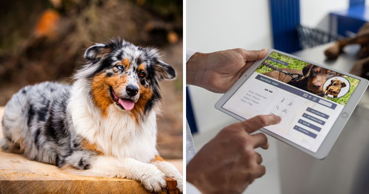 (L) Close-up of australian shepherd sitting on wood, (R) Veterinarian reading a medical chart of a puppy. (Representative Cover Image Source: Getty Images | (L) Christian / 500px, (R) Hispanolistic)
