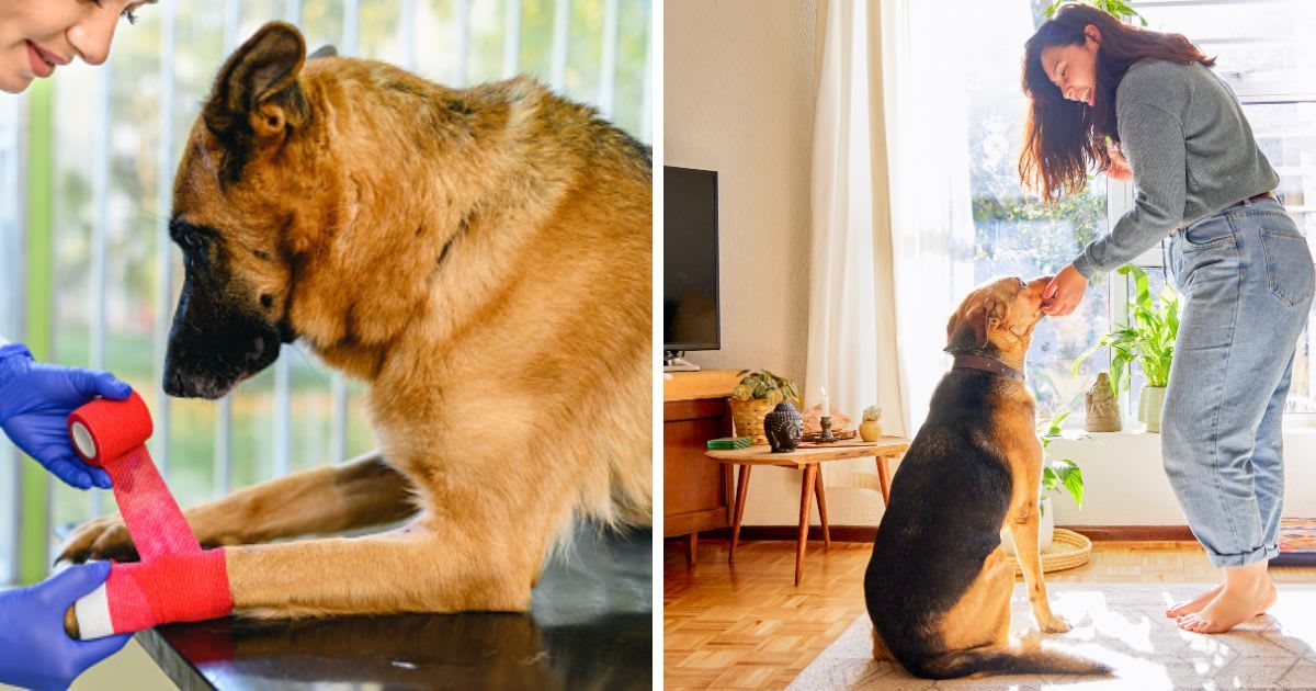 (L) Veterinarian in work uniform bandaging a paw of a dog, (R) Dog owner standing alone in her living room and treating her dog. (Representative Cover Image Source: Getty Images | (L) bluecinema, (R) Moyo Studio)