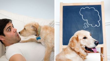Dog psychologist reveals the real reason dogs stare at us — and it’s not unconditional love