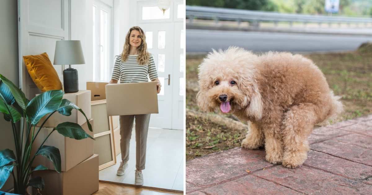 (L) A woman entering her new house with boxes. (R) A pet dog pooping. (Representative Cover Image Source: Getty Images | (L) svetikd, (R) ThamKC)