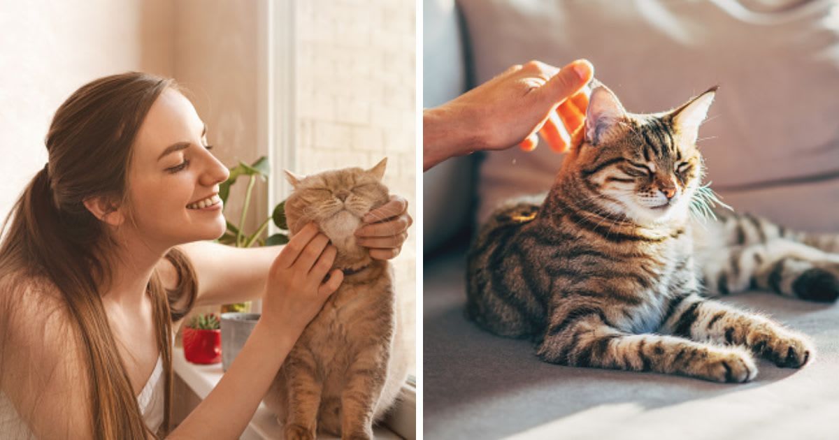 (L) A smiling female fondling her cat, (R) Man stroking his cat on the couch. (Representative Cover Image Source: Getty Images | (L) Tatiana Lavrova, (R) Kseniya Ovchinnikova)