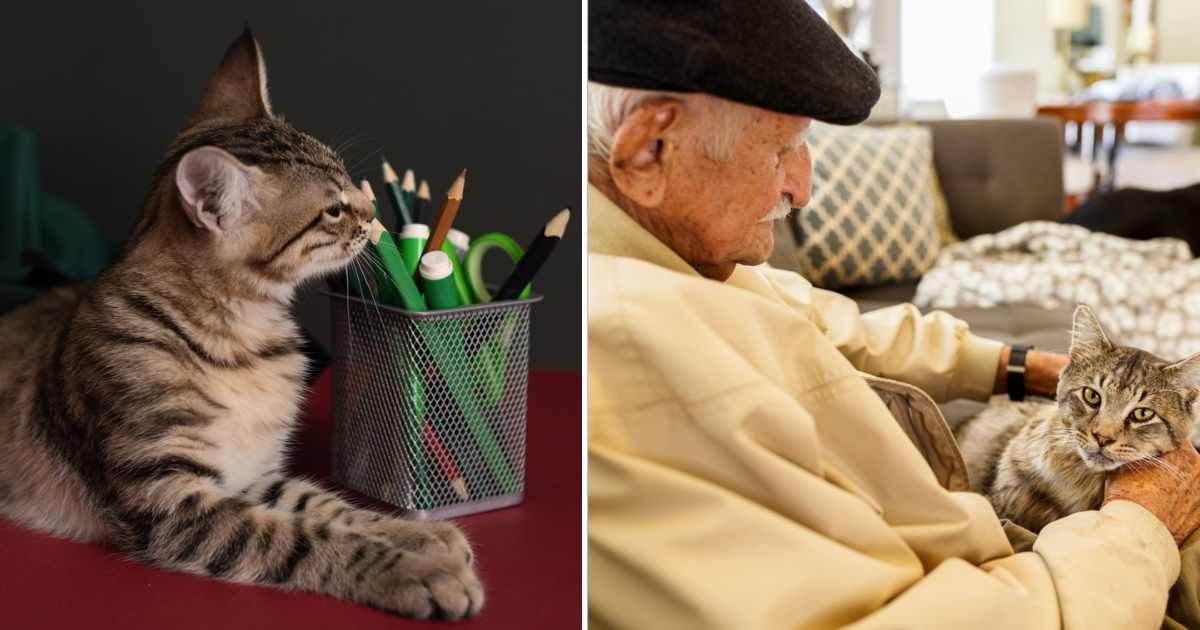 (L) A cat with pens and pencils. (R) Senior man with his pet cat in a home setting. (Representative Cover Image Source: Getty Images | (L) Kseniya Ovchinnikova, (R) RAUL RODRIGUEZ)