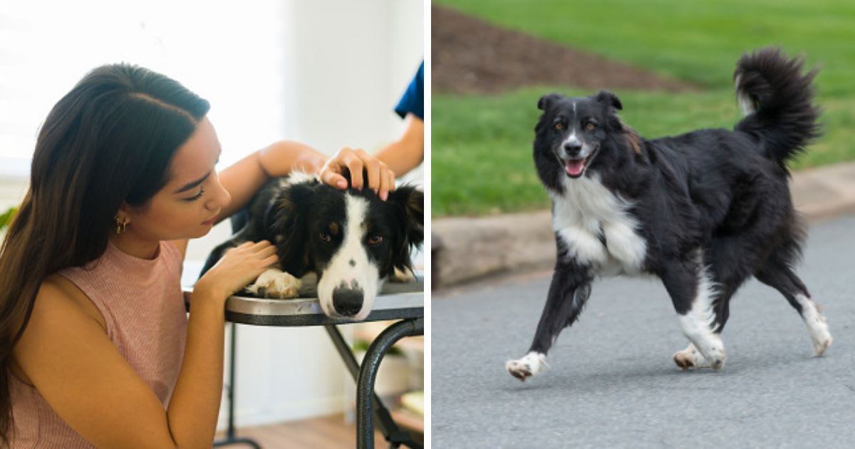 (L) Sad dog owner petting her sick border collie dog , (R)Border collie running down the road. (Representative Cover Image Source: Getty Images | (L) Antonio_Diaz, (R)clsgraphics)