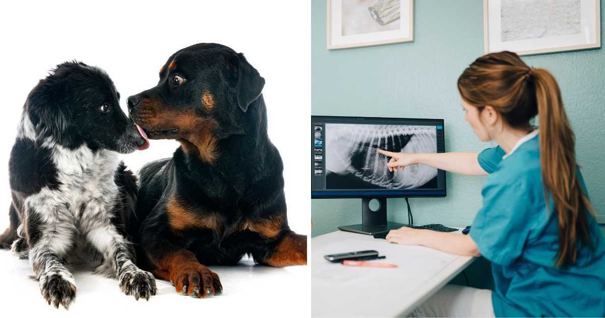 (L) Two dogs together. (R) A vet showing a pet's scan. (Representative Cover Image Source: Getty Images | (L) cynoclub, (R) Maskot)