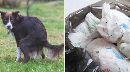 Nasty neighbor demanded ‘proof’ dog poop was his when asked to clean — so this parent used their baby’s dirty diapers to give it to him