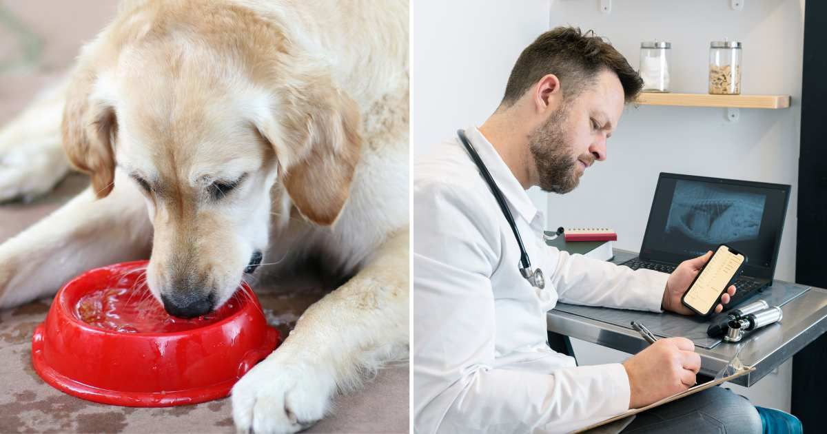 (L) A pet dog drinking water. (R) A vet writing a description. (Representative Cover Image Source: Getty Images | (L) PK-Photos, (R) youngvet)