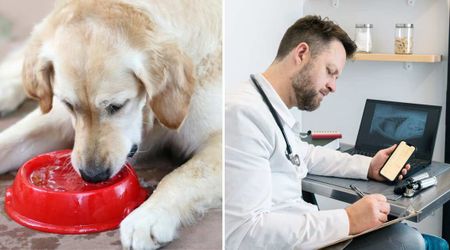She feared her dog was dying when he wouldn’t stop guzzling water nonstop — until a tiny vet typo revealed the real culprit