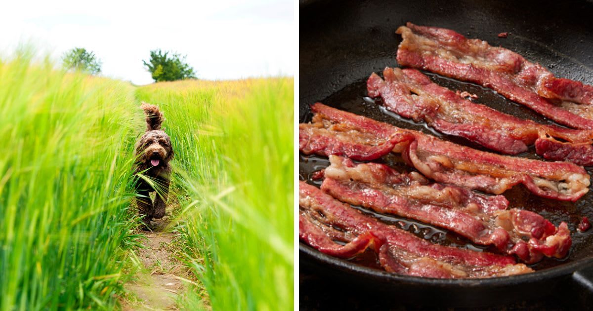 (L) Cockapoo dog on a mission, (R) Bacon frying on a pan. (Representative Cover Image Source: Getty Images | (L) pilesasmiles, (R) LauriPatterson)