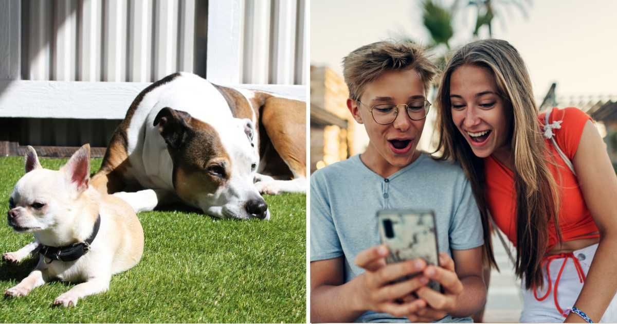 (L) A chihuahua and a Pitbull laying on grass, (R) Teenagers checking social media on beach promenade of Alicante, Spain. (Representative Cover Image Source: Getty Images | (L) Angela Emanuelsson, (R) Imgorthand)