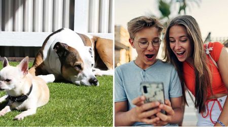 Meet the dog that looks like a Pit Bull–Chihuahua mix — and has people calling him the ‘most dangerous dog’