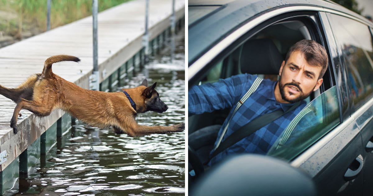 (L) A puppy jumping from a bridge, (R) A man leaning through the window to see an accident. (Representative Cover Image Source: Getty Images | (L) Eudyptula, (R) gilaxia)
