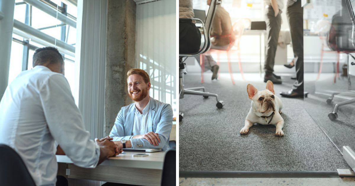 (L)Employee talks to manager, (R) A bulldog in an office. (Representative Cover Image Source: Getty Images | (L)bernardbodo, (R) FangXiaNuo)