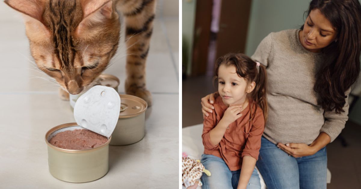 (L) The cat is looking at an open can of food, (R) Small girl having a medical appointment with her pregnant mother. (Representative Cover Image Source: Getty Images |(L) mister Big, (R) skynesher)
