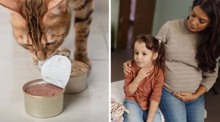 New study warns cat parents of ‘deadly pathogen’ in commercial raw foods — health risk extends to children, pregnant women, and elderly