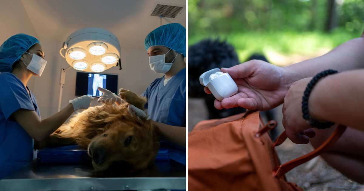 (L) A pet dog going through surgery. (R) A woman with her wireless earphones. (Representative Cover Image Source: Getty Images | (L) andresr, (R) Aleksandar Mladenovic)
