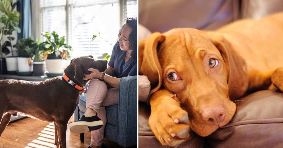 (L) Woman playing with her dog in the living room, (R) The dog on the couch. (Representative Cover Image Source: Getty Images | (L) MoMo Productions, (R) Anthony Brawley Photography)