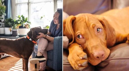Woman refused to share her favorite chair with her dog — then the pup pulled an Oscar-worthy stunt to steal the spot from her