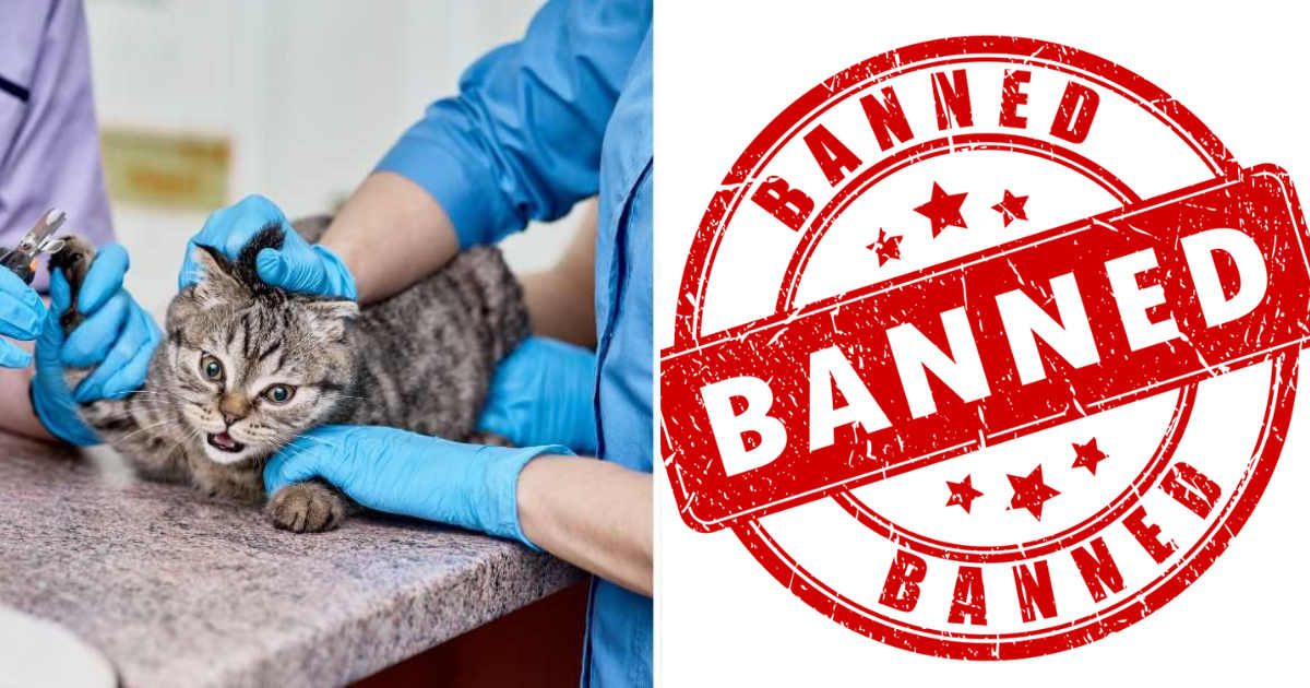 (L) A cat going through the declawing procedure. (R) Banned rubber stamp. (Representative Cover Image Source: Getty Images | (L) seenad, (R) arcady_31)