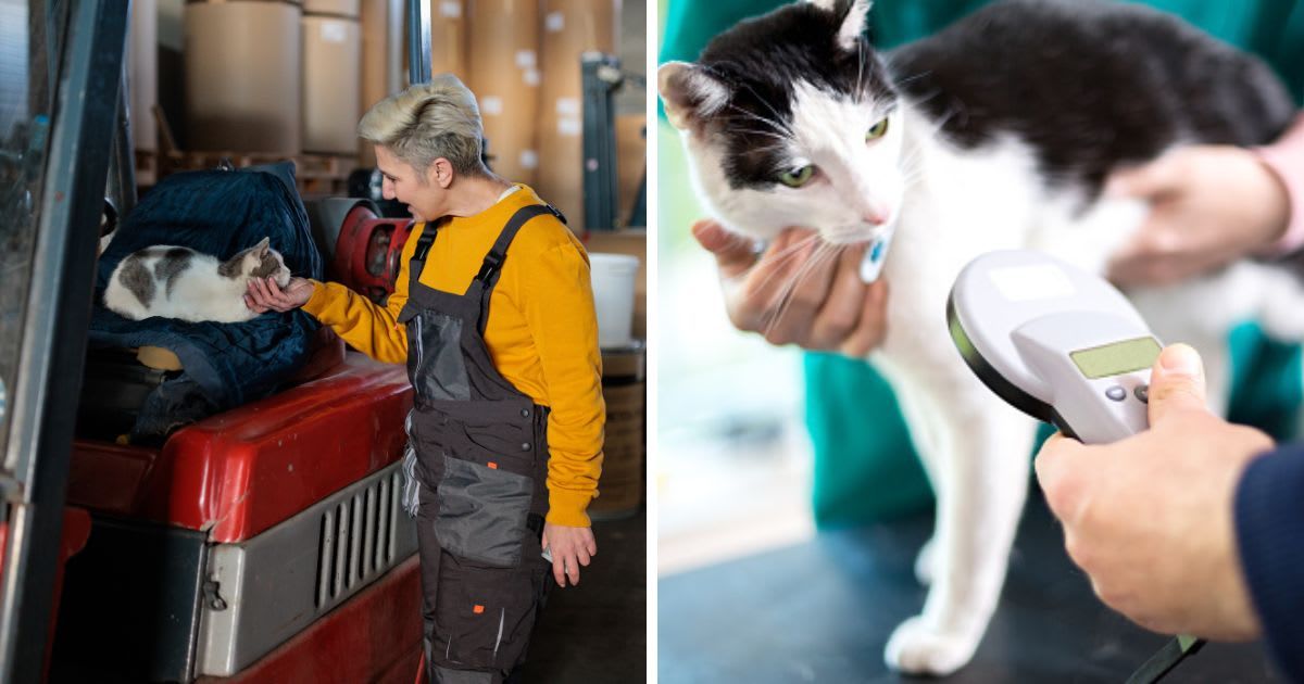 (L) Woman petting a cat sleeping in a warehouse, (R) Veterinarian identifies the cat by a microchip implant. (Representative Cover Image Source: Getty Images | (L) miodrag ignjatovic, (R) LuckyBusiness)