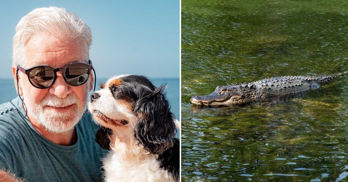 (L) A senior man with his pet dog. (R) An alligator in waters. (Representative Cover Image Source: Getty Images | (L) lucigerma, (R) John Coletti)