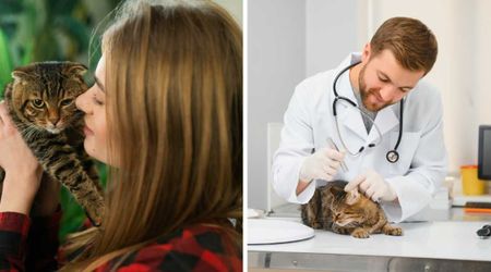 Stray kitten she rescued gained 15 pounds in just 4 months —  then the vet revealed a chilling truth