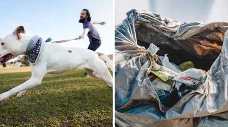 Dog pulled his owners to a garbage bag in an abandoned kennel — when they looked inside, they knew they had to act fast