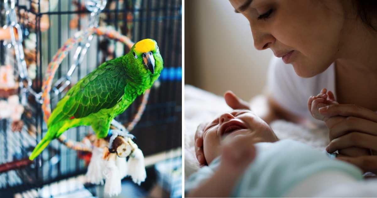 (L) A green parrot in cage. (R) A worried mother with baby. (Representative Cover Image Source: Getty Images | (L) Olena Malik, (R) damircudic)