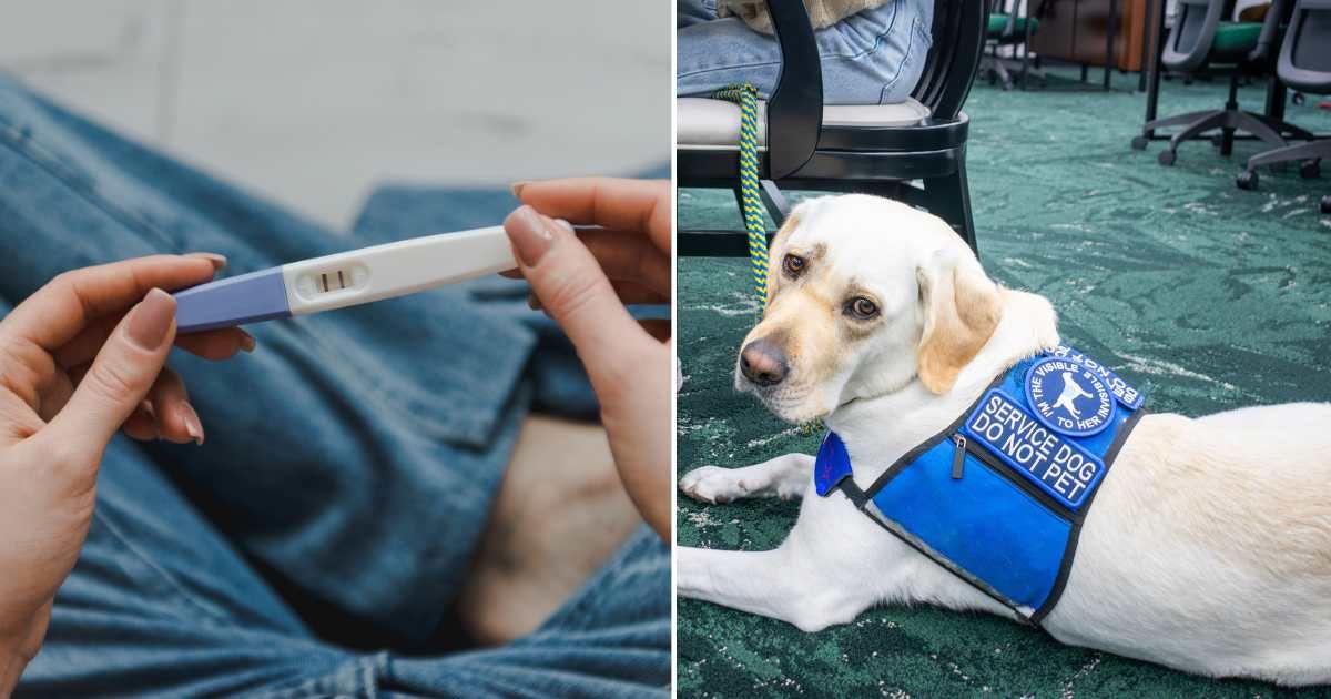(L) A woman holding her pregnancy test. (R) A service dog sitting next to owner. (Representative Cover Image Source: Getty Images | (L) Viktoriya Dikareva, (R) Kelsey Andriot Purcell)