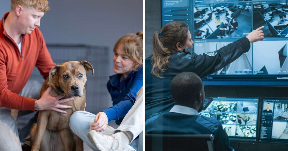 (L) A young couple, potential adopters, meet an adult mixed breed dog at a kennel; (R)  CCTV operators control security cameras - Representative Cover Image Source: Getty Images | Photo by (L) FatCamera; (R) EvgeniyShkolenko