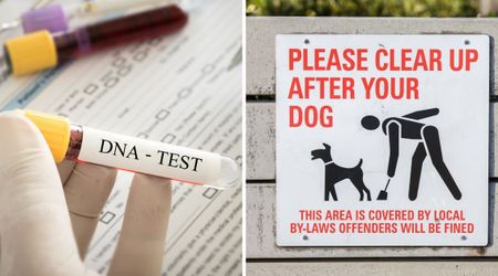 Resident mocked apartment’s demand for dog poop DNA tests — until fines and horror stories made her think twice