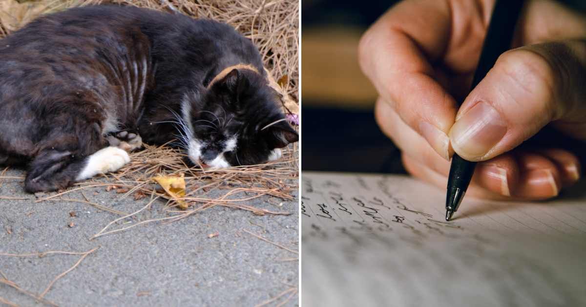 (L) A cat lying on the road. (R) A woman writing a letter. (Representative Cover Image Source: Getty Images | (L) Arzu Tastan, (R) Jacques Julien)