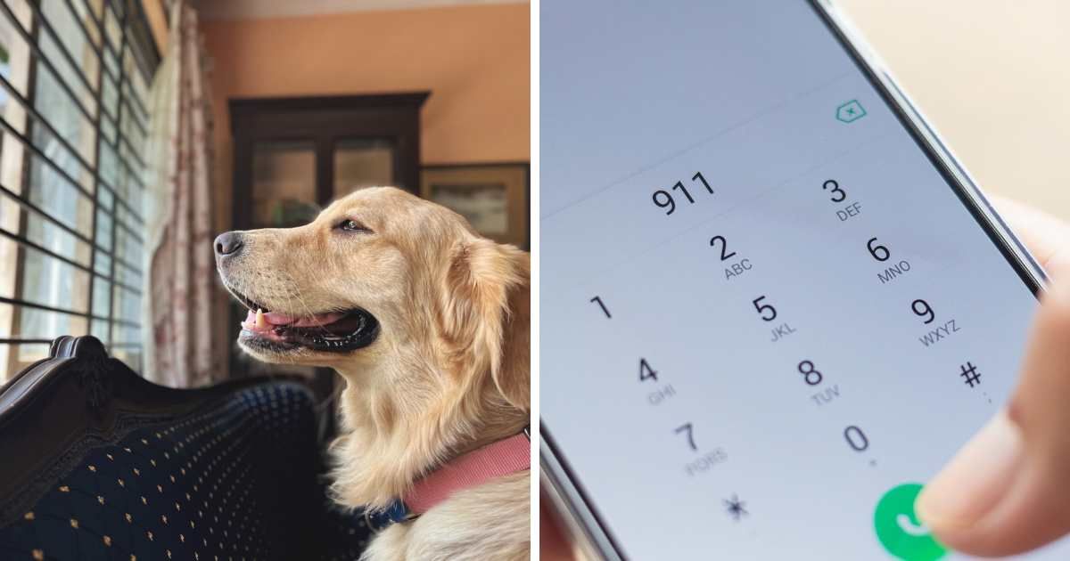 (L) Dog looking out the window; (R) Person dialing 911 on phone - Representative Cover Image Source: Getty Images | Photo by (L) 	Kedar Diwakar Mandakhalikar; (R) releon8211