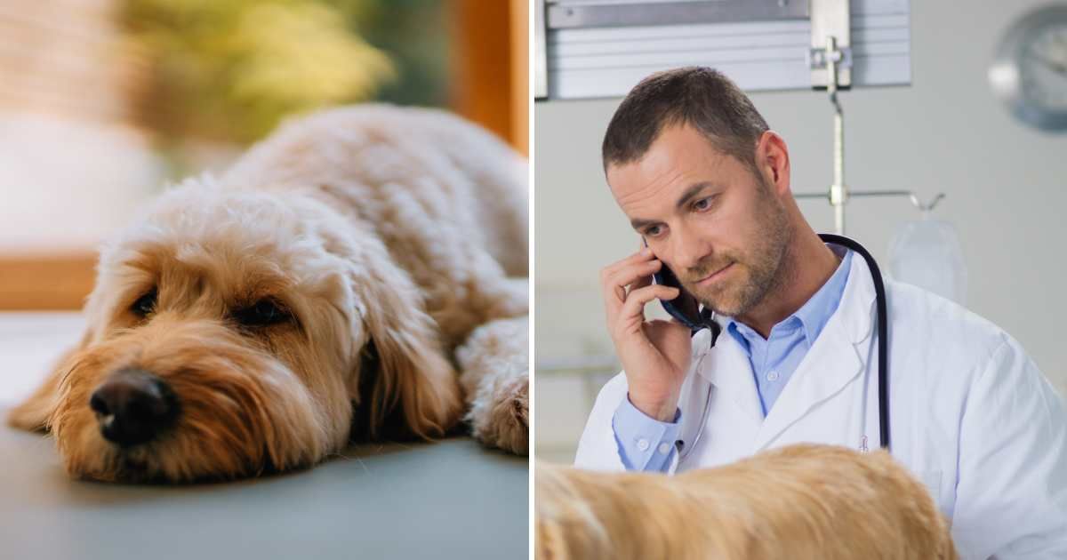 (L) A pet dog relaxing at home. (R) A vet on call. (Representative Cover Image Source: Getty Images | (L) Oscar Wong, (R) simonkr)
