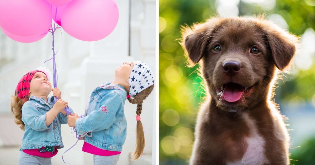 (L) Happy little girls releasing pink balloons; (R) Portrait of brown cute puppy. (Representative Cover Image Source: Getty Images | (L) Grekov; (R) blanscape)